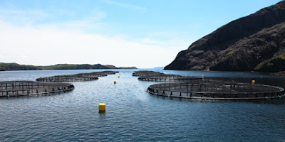 Salmon farming cages at St.Alban's newfoundland