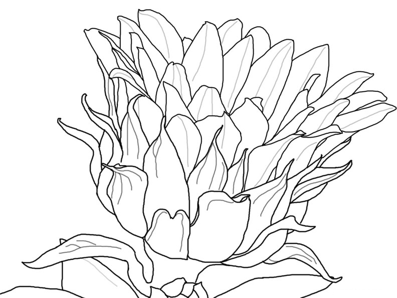 Kumpulan Sketsa Gambar Bunga Hitam Putih Untuk Diwarnai Terbaru jpg (792x594)