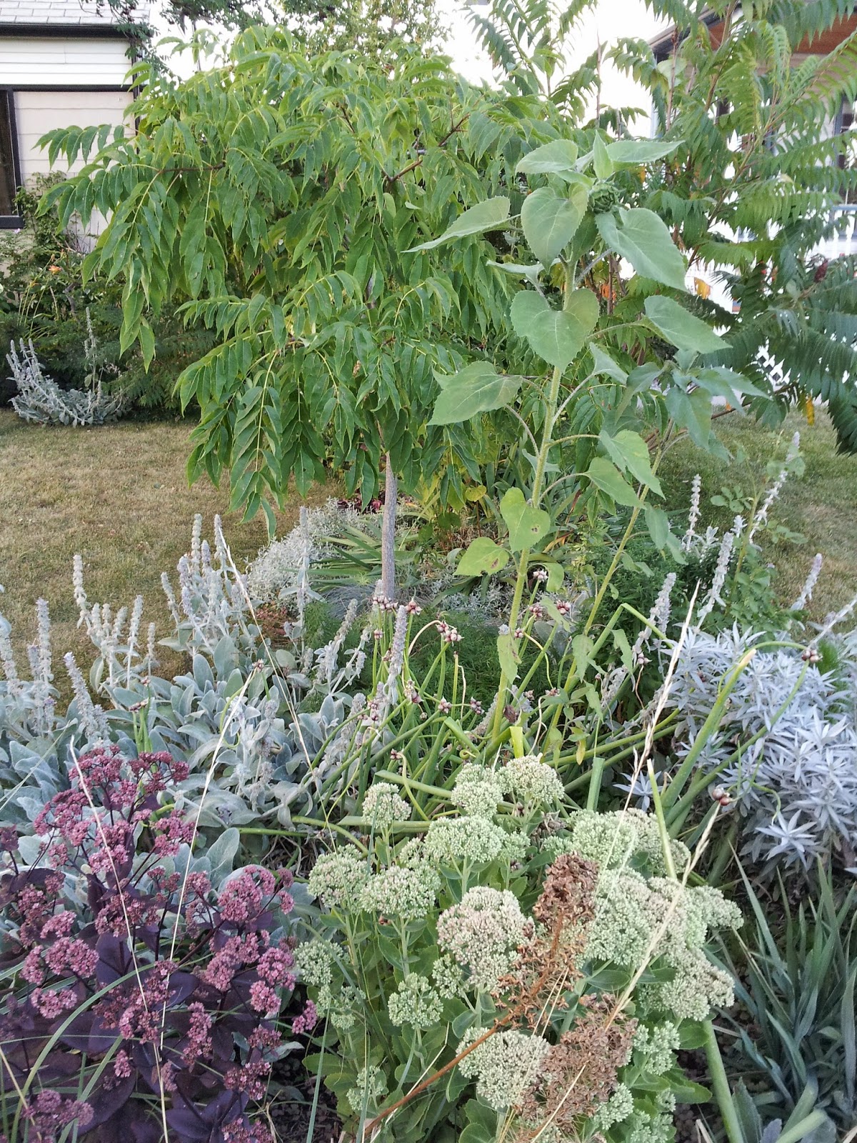 Renaissance Men The Best Ornamental Trees For Calgary