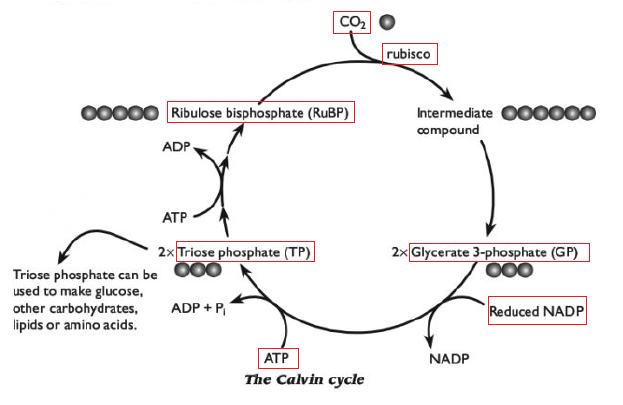 Цикл кальвина происходит в хлоропласта. Calvin Cycle. Восстановительный пентозофосфатный цикл. Цикл Кальвина для ЕГЭ по биологии. The Calvin Cycle Campbell.