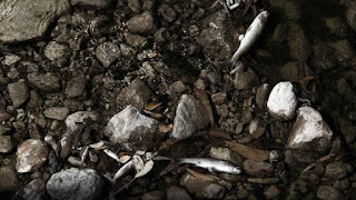 Το ρέμα της Πικροδάφνης στο Παλαιό Φάληρο γέμισε με νεκρά ψάρια (pics)  