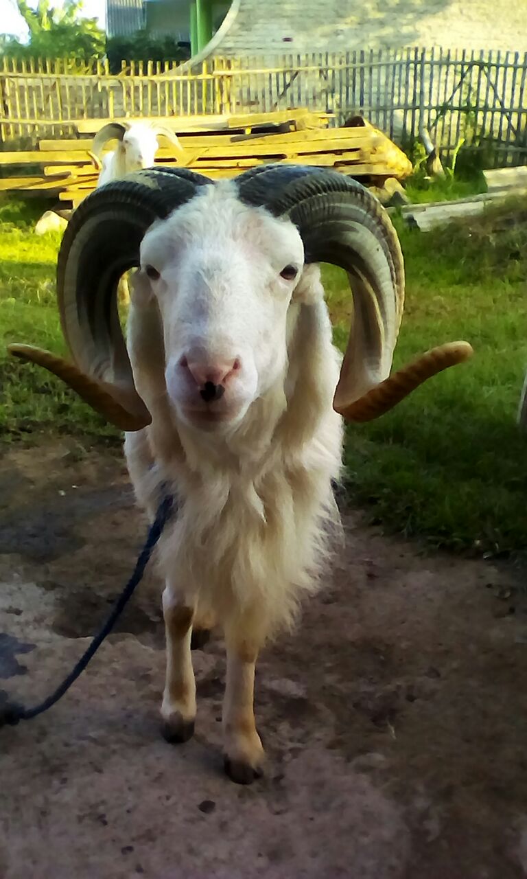 Domba Garut