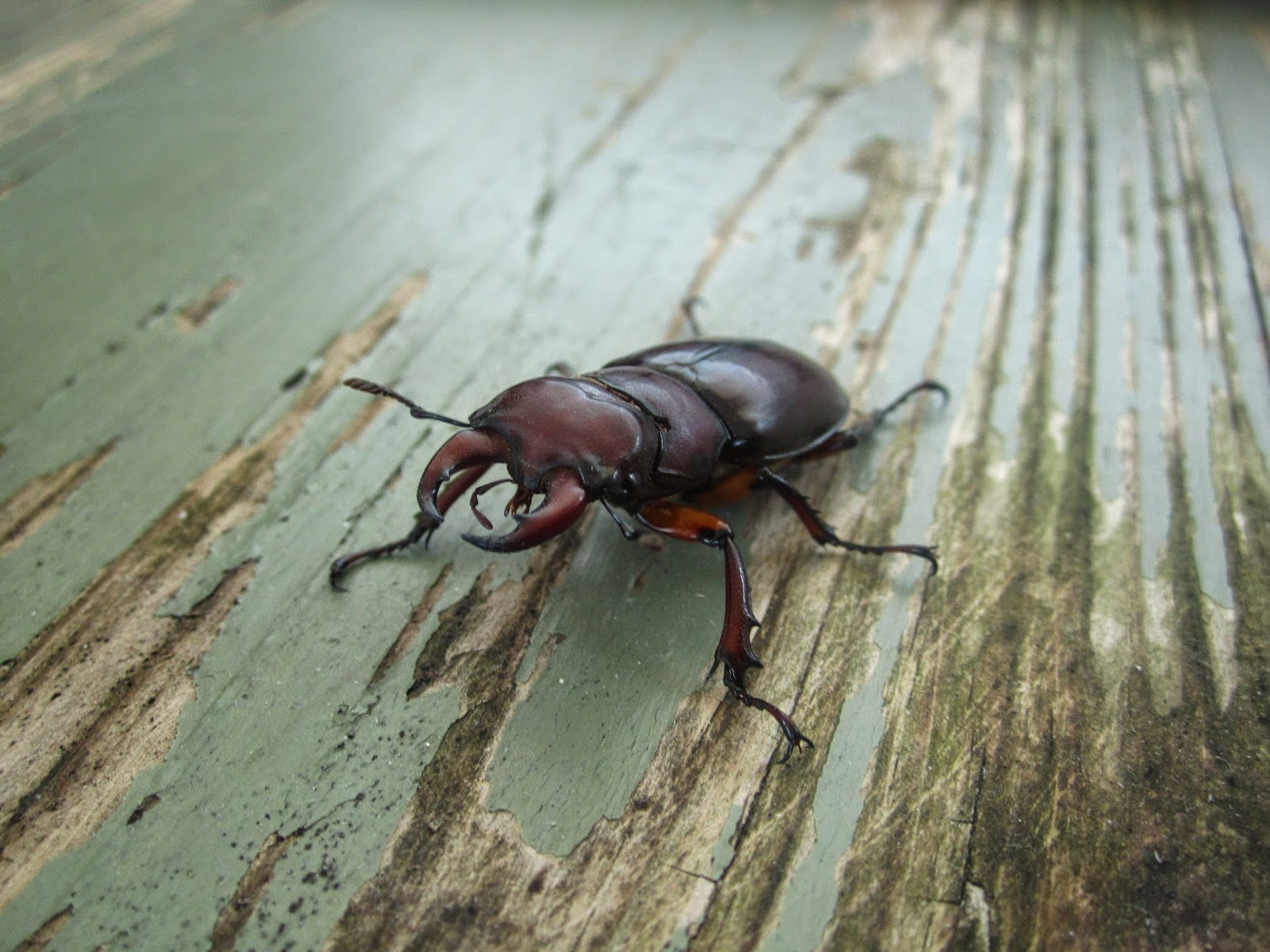 The Insect World Pet Stag Beetle