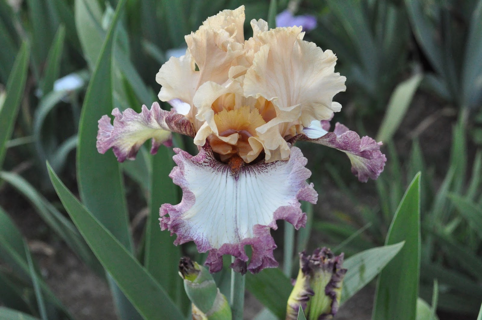 World of Irises California Dreaming 3Fleur de Lis Iris Garden