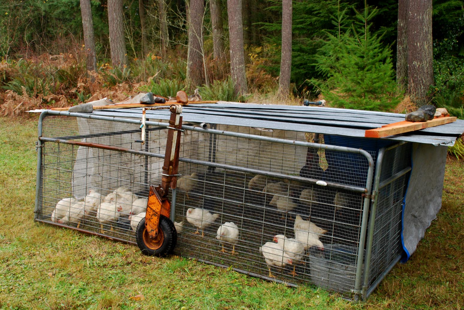 Applegarth Farm harvesting the meat chickens