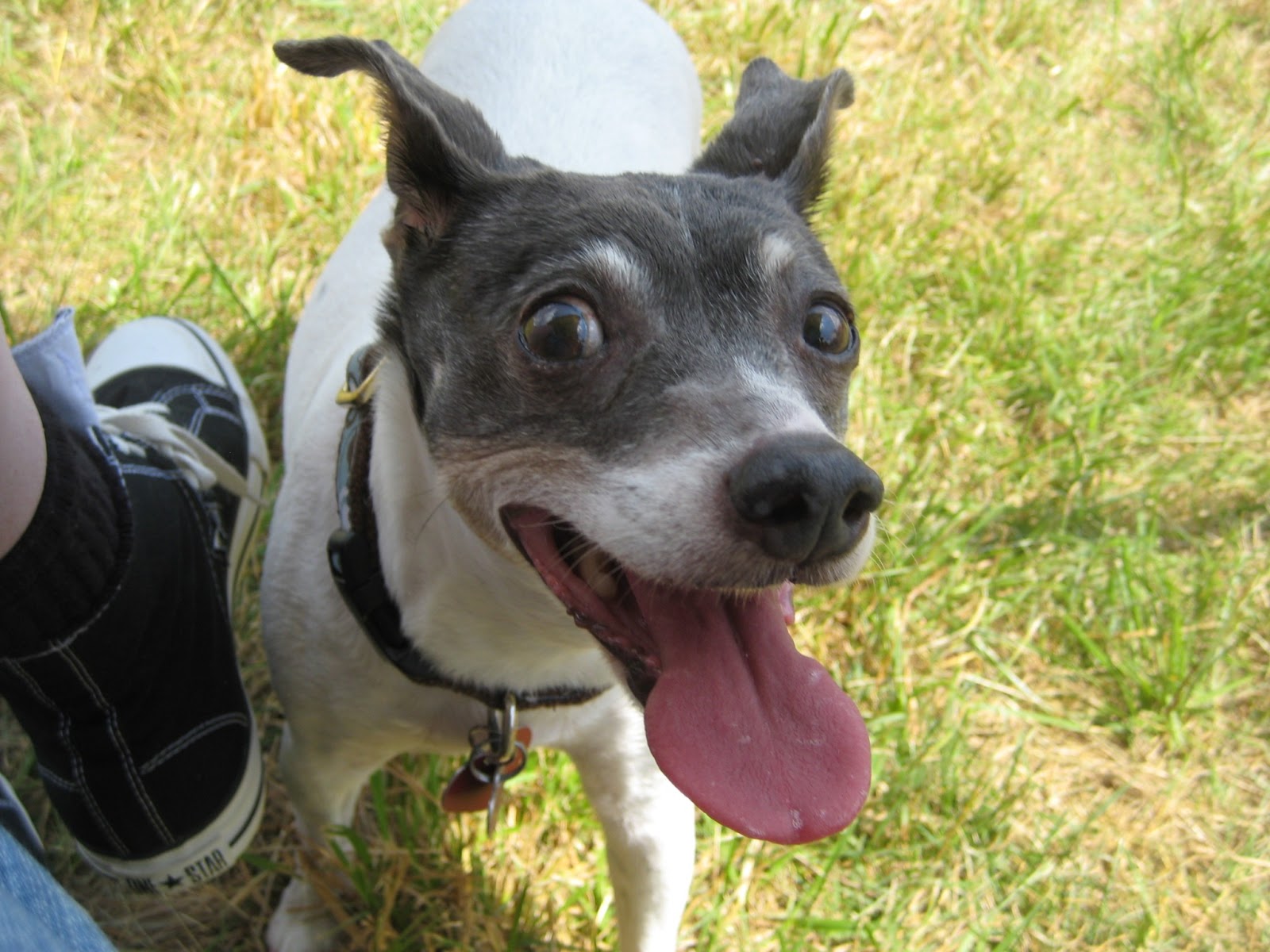 VEGANISM A TRUTH WHOSE TIME HAS COME 100 VeganEating Dogs; An