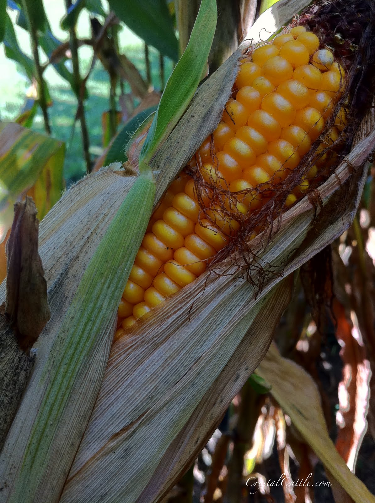 Crystal Cattle Deep inside the cornfield Corn Report