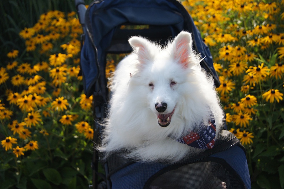 deaf dogs for adoption