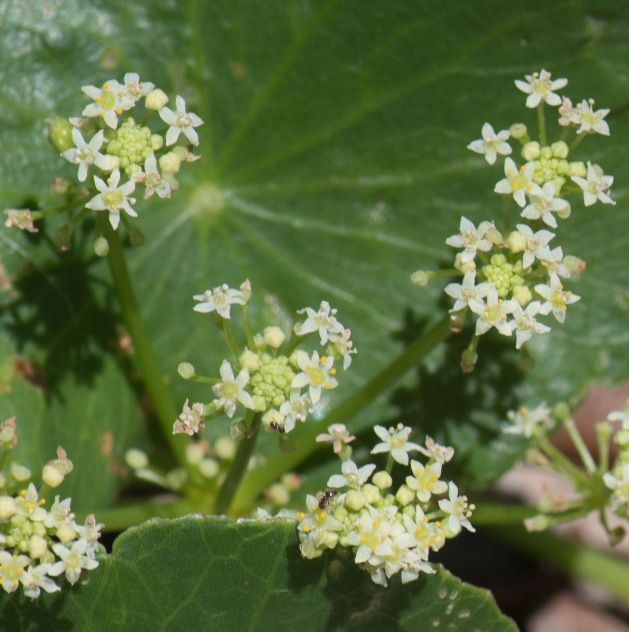 Gaia Garden Dollarweed What Good Is It?