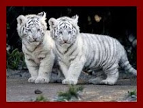 Tigre branco, o meu preferido