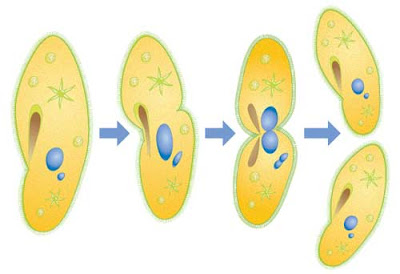 reproduksi ciliata: pembelahan biner