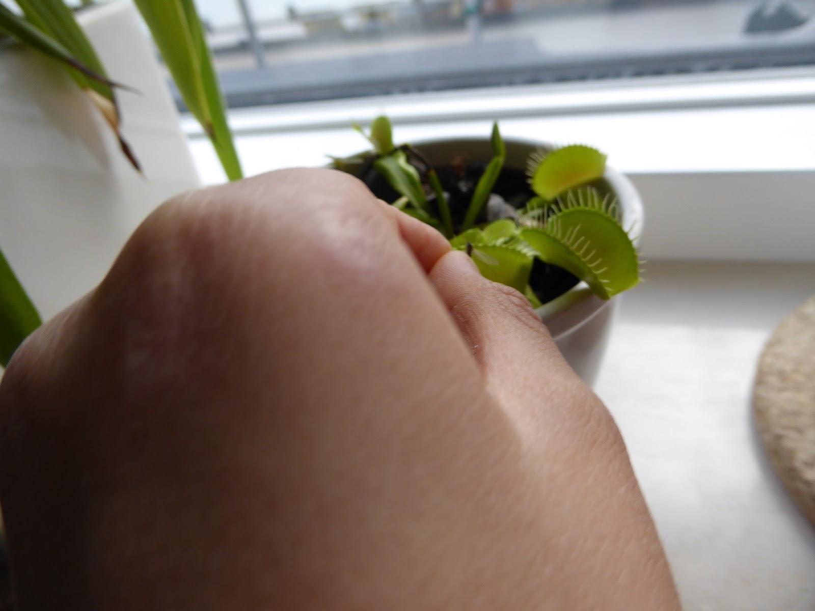 Family FECS J Summary (7Y1M17D) InsectEatingPlant