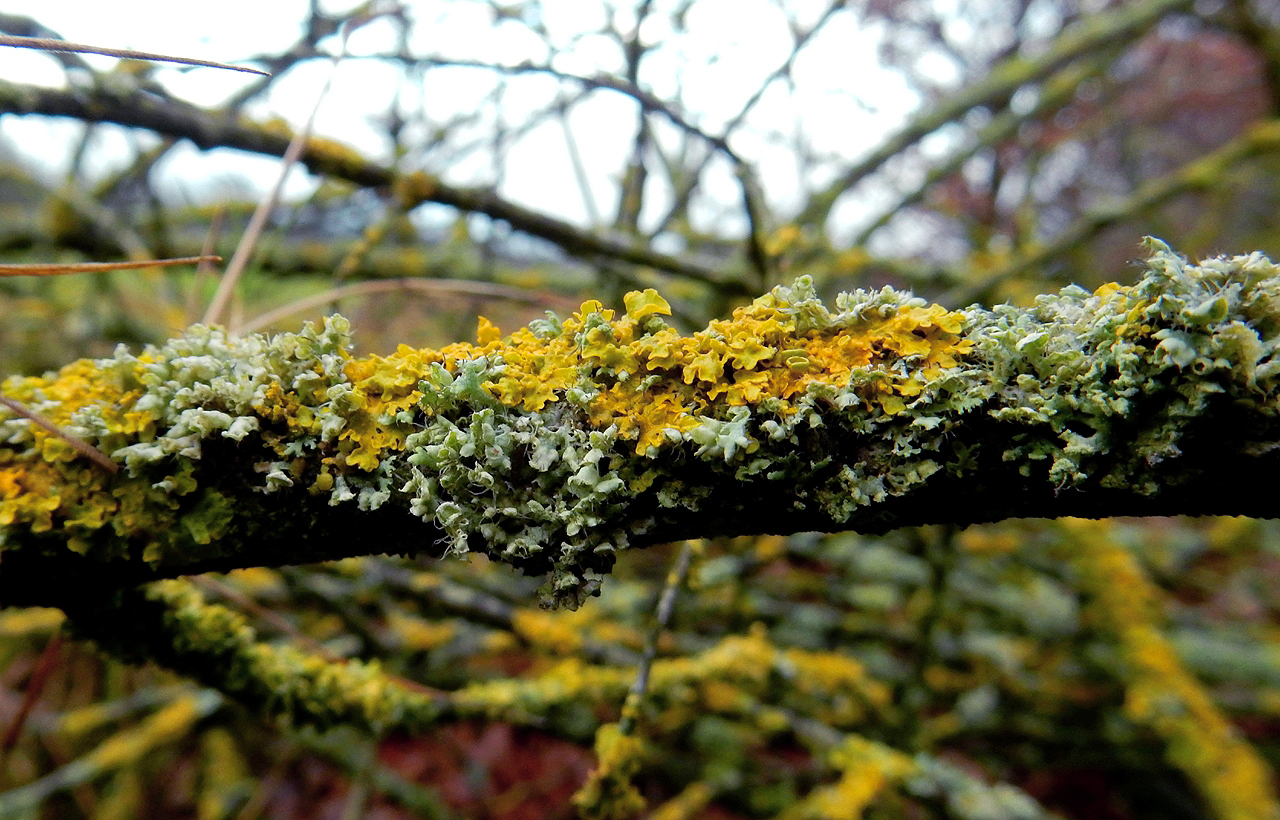 Jozef van der Heijden Natuurfotografie Kleurrijke Korstmossen