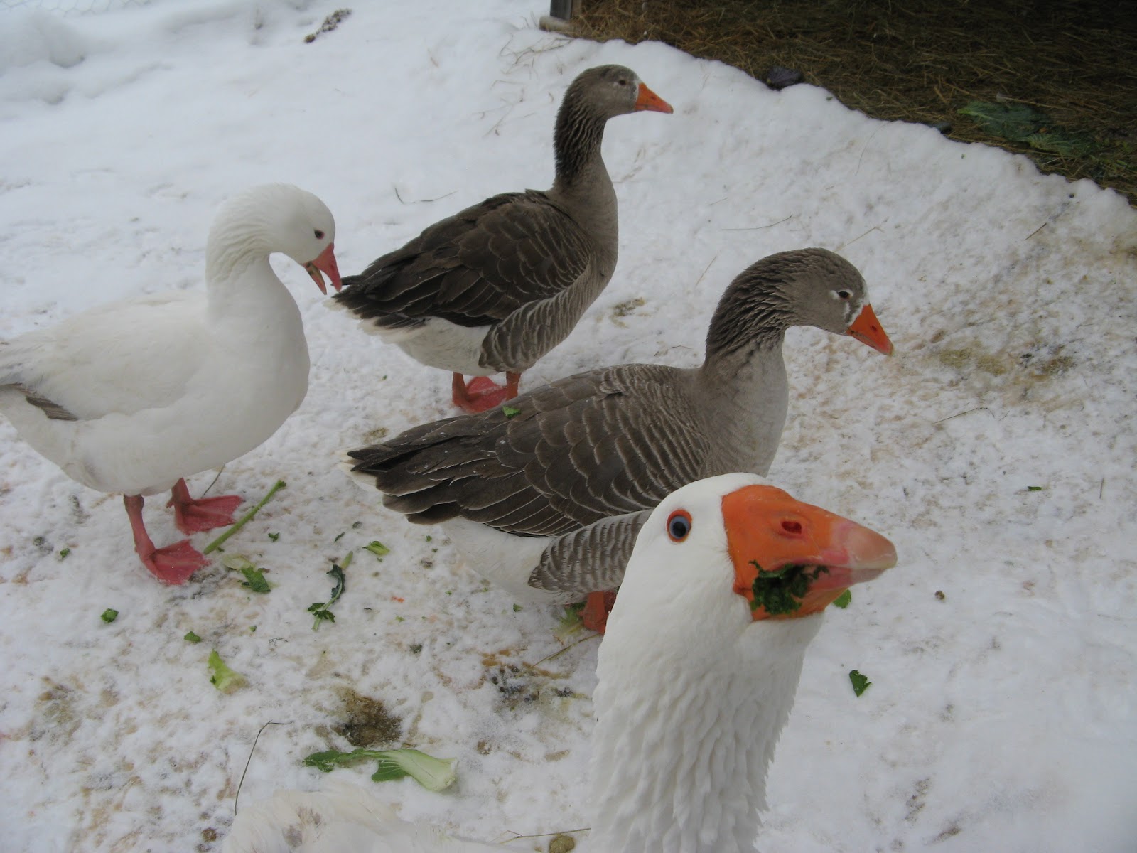 Animal Instinct Snow Geese