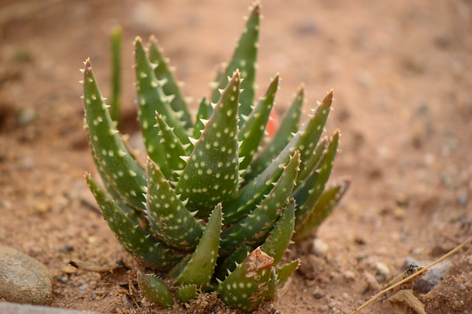 A Small, Sunny Garden Garden Foliage in January