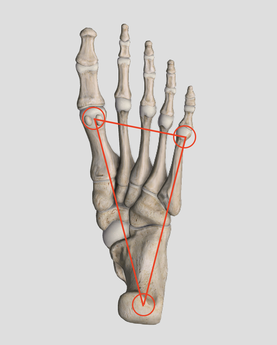 PhysioMotion [進階肌動學] 足底三角 Foot Tripod