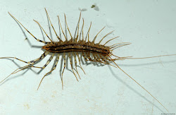 centipede centipedes millipedes bugs insects sowbugs looking bug rid umn extension millipede insect crawling edu spider garden could household creepy