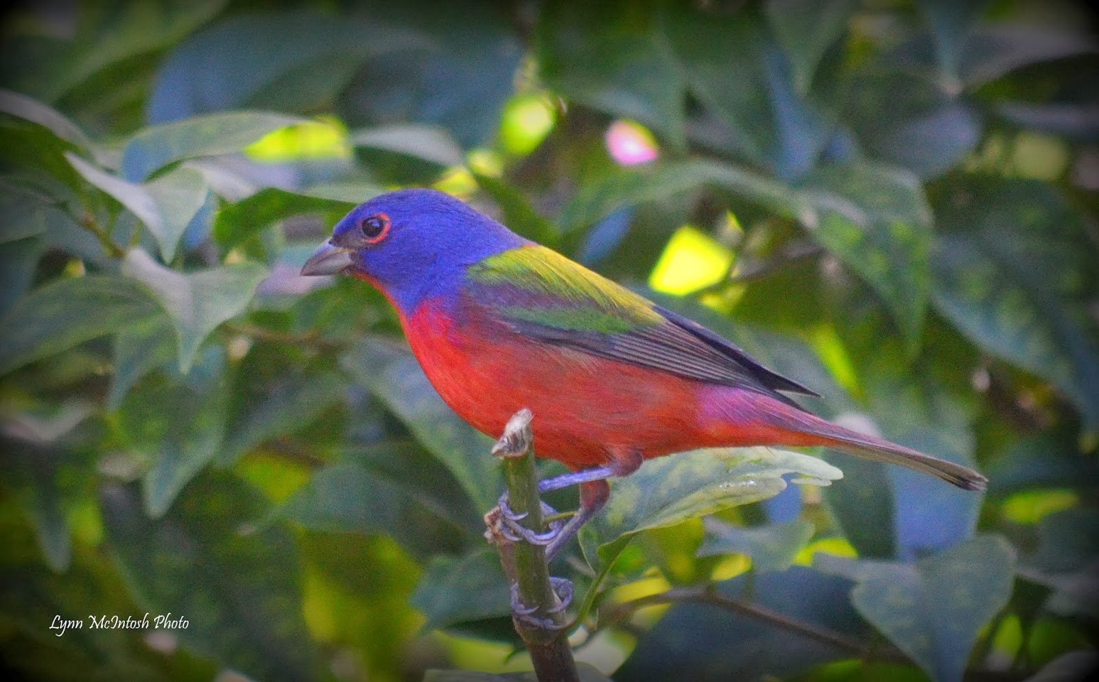 Southwest Florida Gardener The Painted Buntings are back!