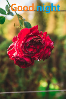 good night red rose flowers