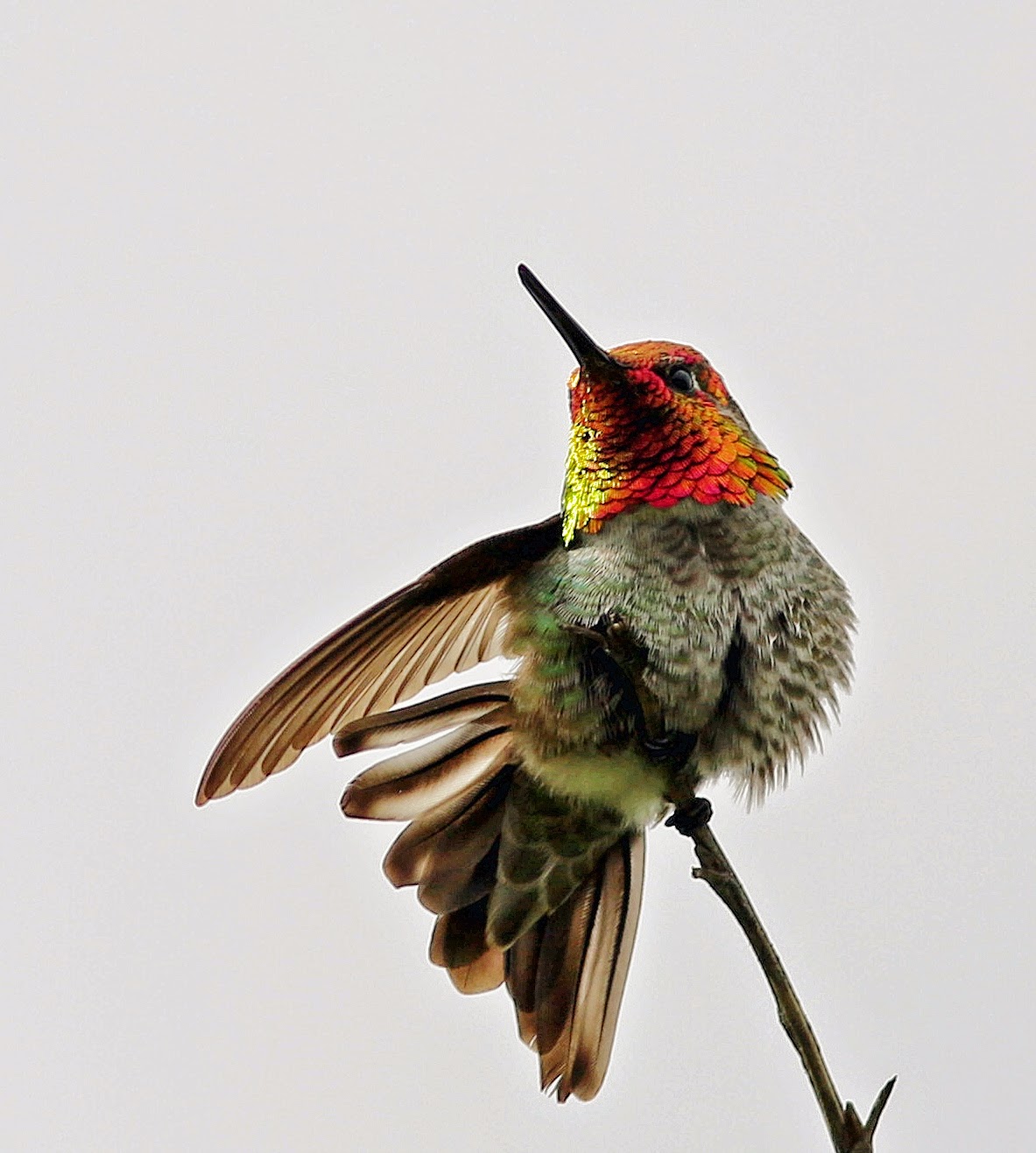 birding in vancouver washington anna s hummingbird in birding in vancouver washington anna s hummingbird in