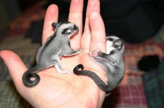 Cara Merawat Tupai Terbang Sugar Glider Ely Setiawan