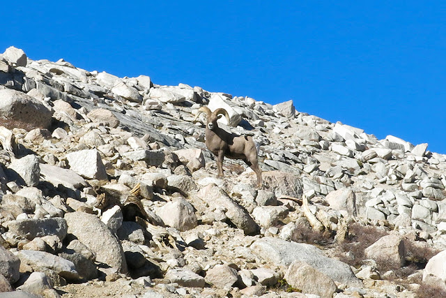 Bighorn Sheep