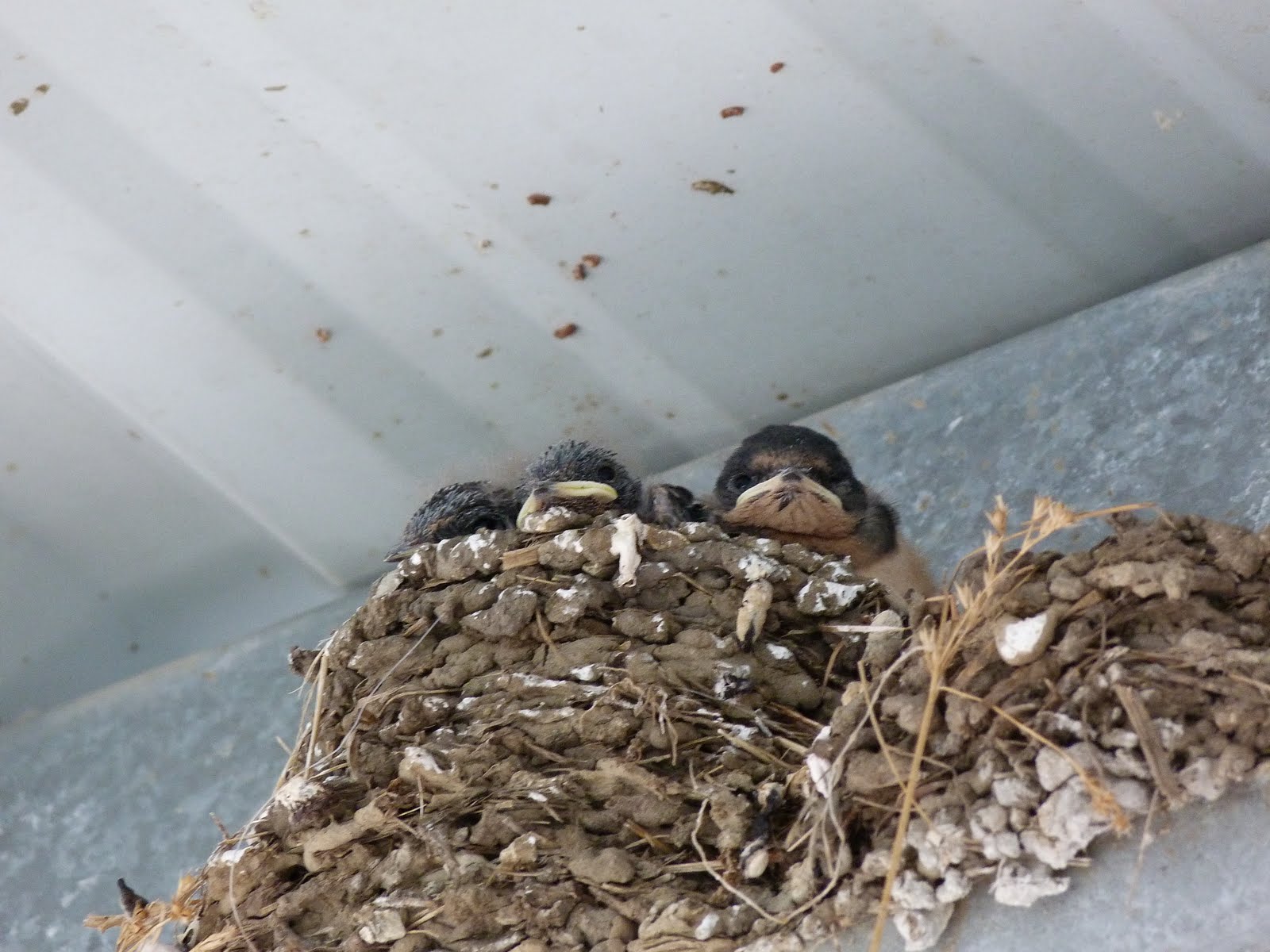 Swallows' Nest