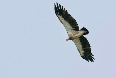 Buitre del Himalaya Gyps hymalayensis