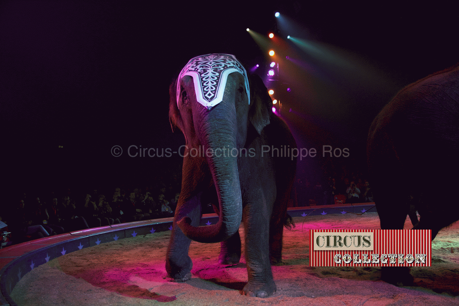 éléphant dans la piste du Cirque Knie 