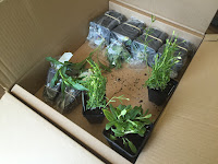 plants came in the mail