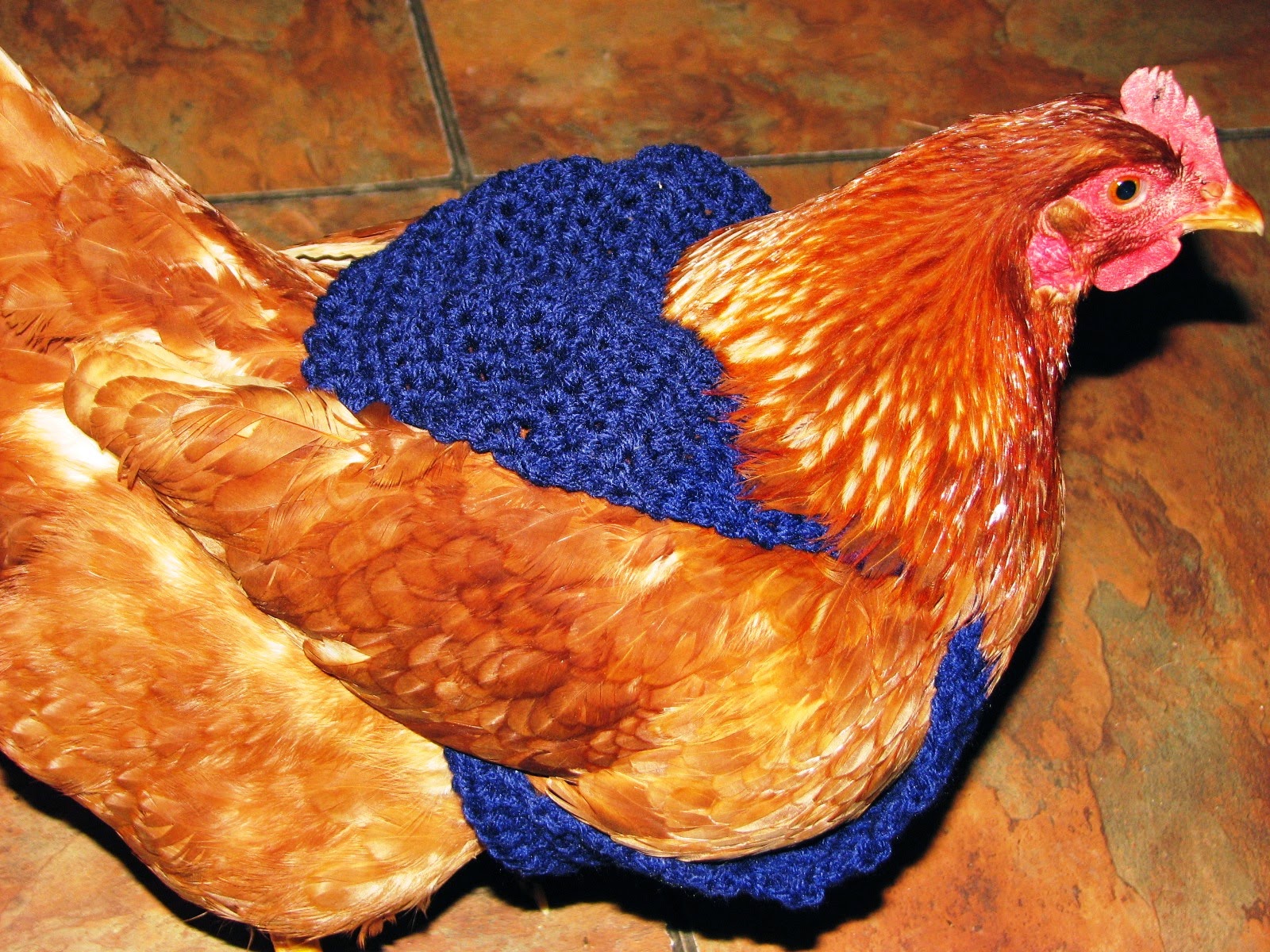 creative-crochet-by-becky-crochet-chicken-sweaters-pattern-and-custom