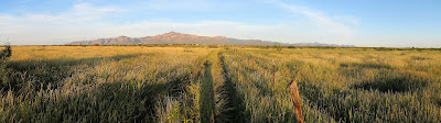 grassland restoration in new mexico