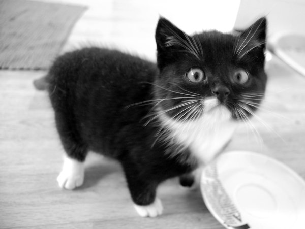 90 Beautiful Cute Cat Pictures Images Wallpapers In Hd