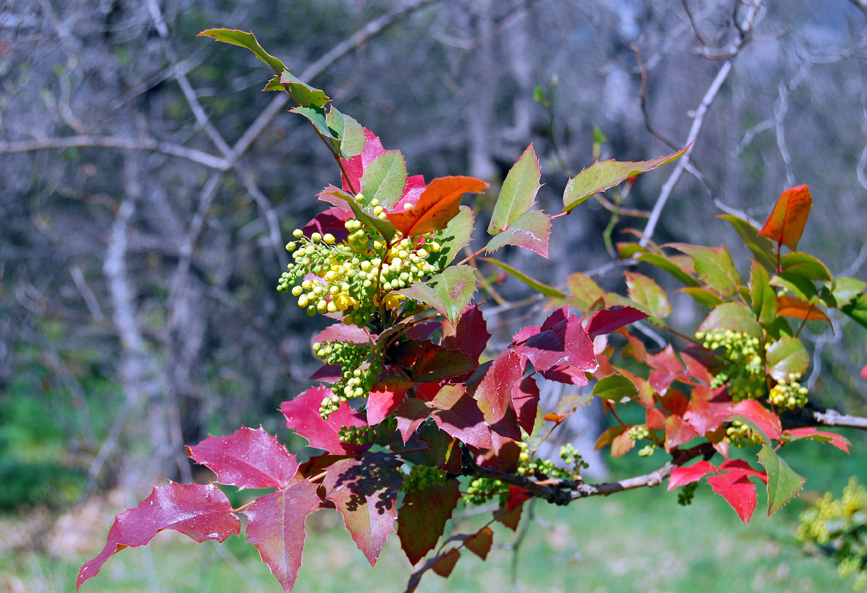 Mahonia