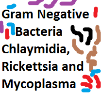 Gram Negative Bacteria, Rickettsia, Chlamydia and Mycoplasma and Diseases Caused by Them Powerpoint