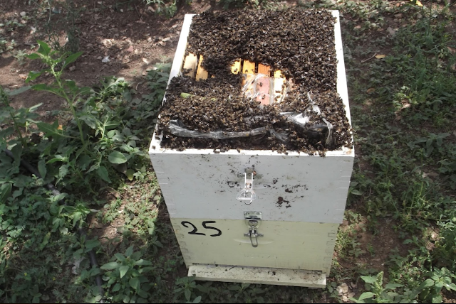Εγκληματική ενέργεια σε μελισσοκόμο: Μόλις πλησίασε τα μελίσσια είδε κάτι πολύ περίεργο...