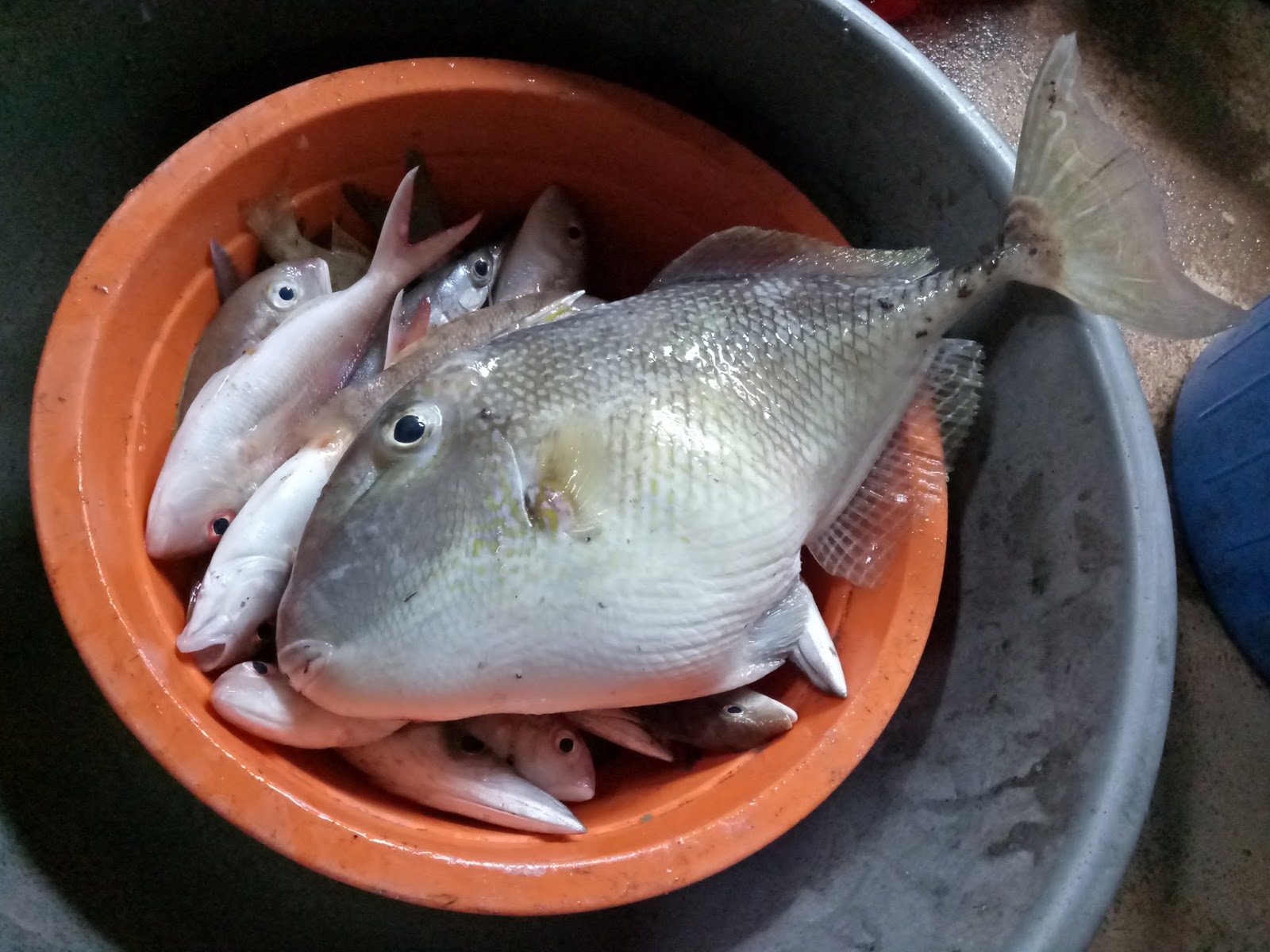 Ikan Jebong (Jebung) alias Ikan Ayam-Ayam, kejutan saat mancing Ikan Kerisi