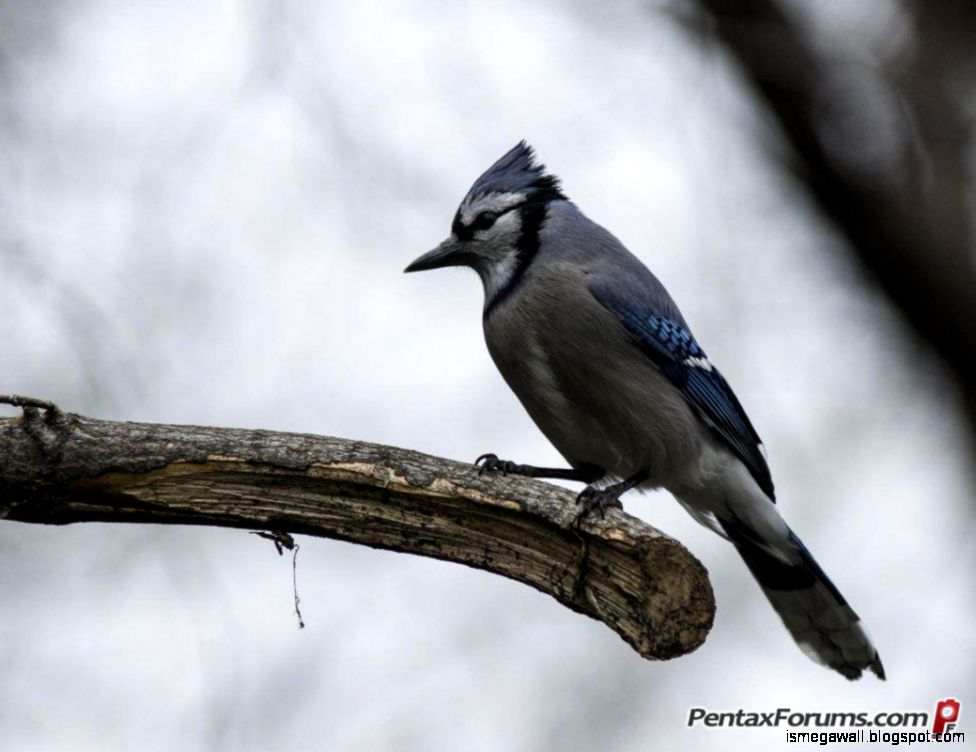 Backyard Birding Wallpapers | Mega Wallpapers