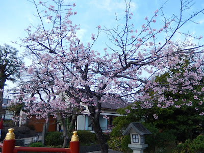 桜：鶴岡八幡宮