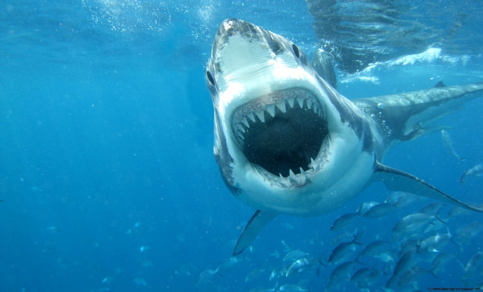 Great White Shark Attack