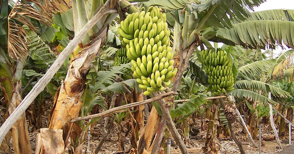 Банан это трава фрукт овощ или ягода