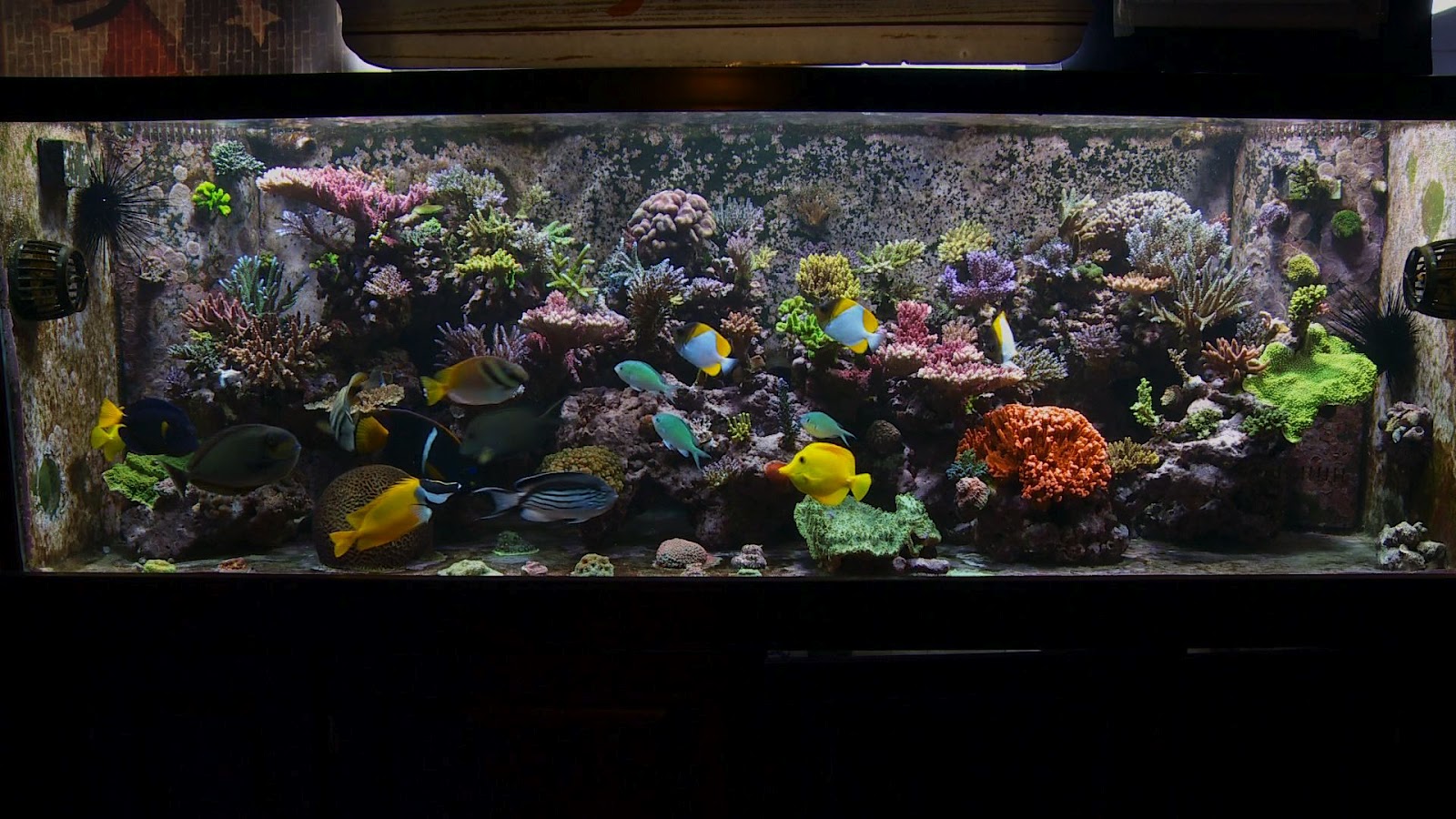 Fish and Aquarium blog Aquarium Maintenance Guide