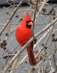 cardinal bird flying cardinals birds wild jay sweet animal