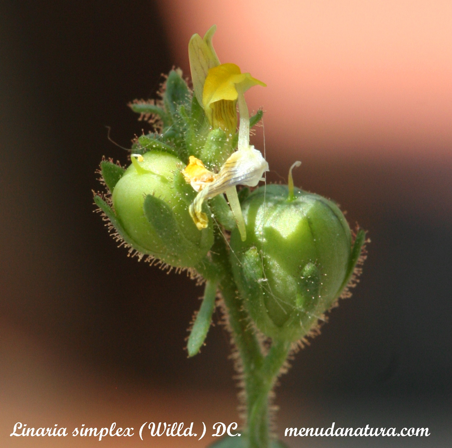 Linarea Simplex Menuda Natura: Linaria simplex (Willd.) DC.