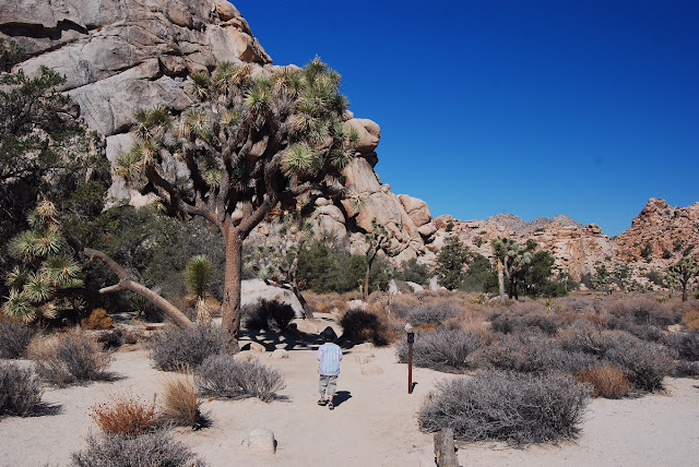 Joshua Tree Hidden Valley Joshua Tree Hidden Valley