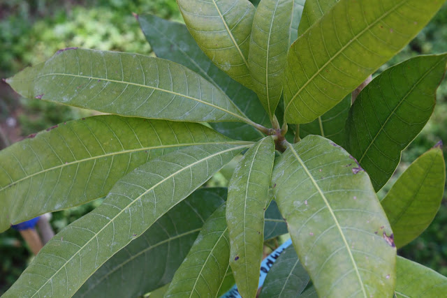 Μάνγκο (Mangifera indica)
