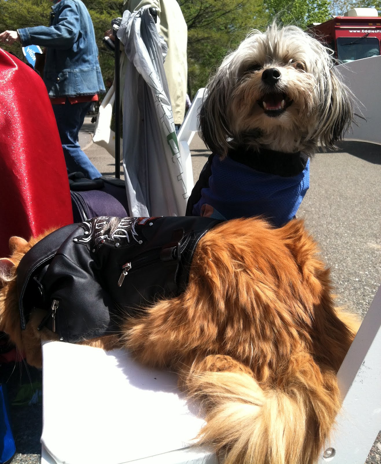 Catsparella: PawNation Pet Rally Wrap-Up + Meet A Cool Kitty Named Q!