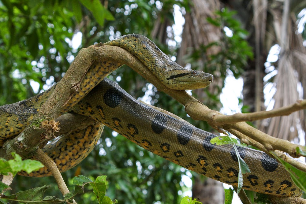 Amazon Rainforest Animals : The Anaconda ~ Amazon Rainforest Animals