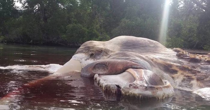Mysterious Creature Washes Ashore In Indonesia | Interesting Facts