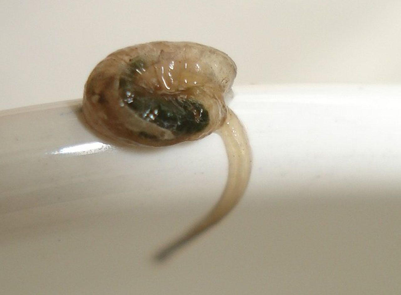 This Video Went Viral Because Of An Alleged Maggot Was Caught From The